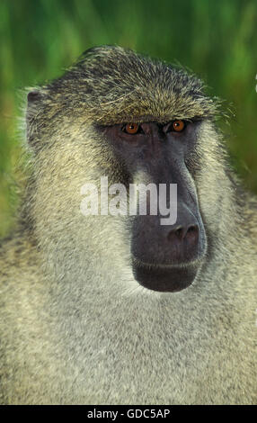 Chacma babbuino, papio ursinus, ritratto del maschio, Kurger Park in Sud Africa Foto Stock