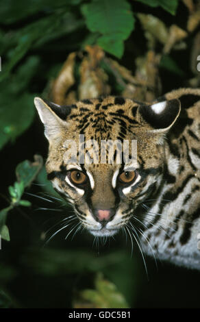 Ocelot, da leopardo pardalis, Ritratto di adulto Foto Stock