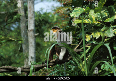 Red Shanked Douc scimmia, pygathrix nemaeus nemaeus, adulto seduto sul ramo Foto Stock