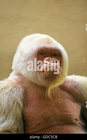 White Gorilla gorilla gorilla, maschio chiamato il simbolo del fiocco di neve o Copito de Nieve, allo Zoo di Barcellona Foto Stock