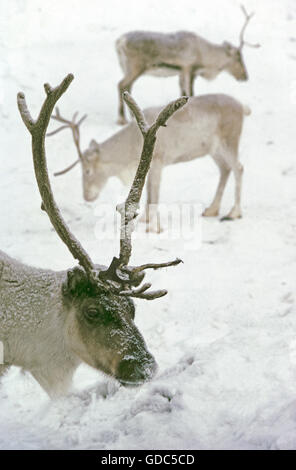 La renna, rangifer tarandus, adulti in cerca di cibo nella neve Foto Stock