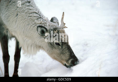 La renna, rangifer tarandus, adulti in cerca di cibo nella neve Foto Stock