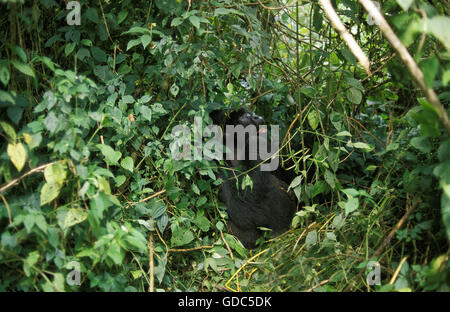 Gorilla di Montagna, gorilla gorilla beringei, argento maschio posteriore mimetizzato nella Foresta, parco Virunga in Ruanda Foto Stock