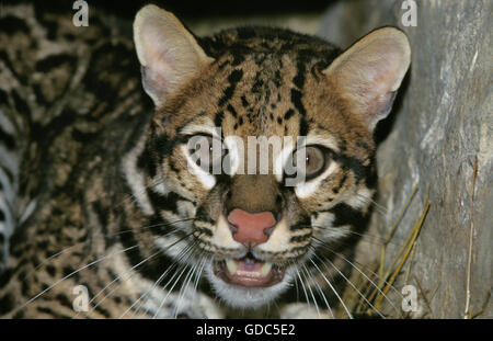 Ocelot, da leopardo pardalis, Ritratto di adulto Foto Stock