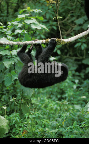 Gorilla di Montagna, gorilla gorilla beringei, giovani giocando con il ramo, parco Virunga in Ruanda Foto Stock
