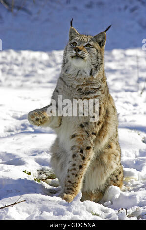 Lince europea o lince euroasiatica, Felis lynx, adulti seduti sulla neve Foto Stock