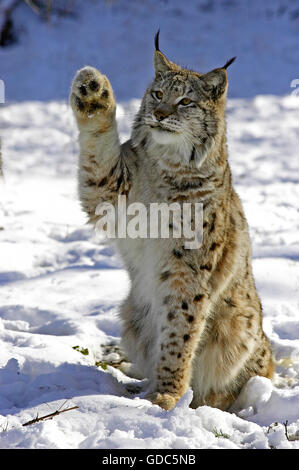 Lince europea, Felis lynx, adulti sulla neve tenendo la sua zampata fino Foto Stock