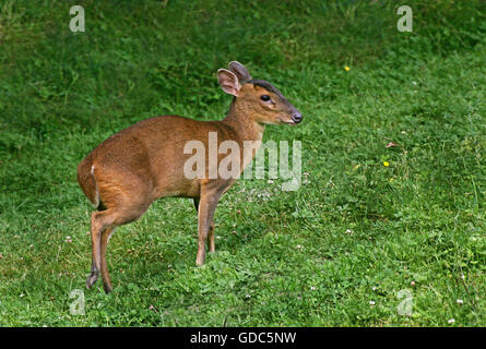 Il cinese Muntjac, muntiacus reevesi, adulti sull'erba Foto Stock