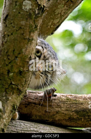 MANUL O PALLAS'S CAT otocolobus manul, testa di adulto EMMERGING da filiali Foto Stock