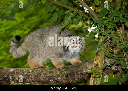 MANUL O PALLAS'S CAT otocolobus manul, adulti sul ramo Foto Stock