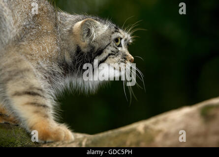 Manul o Pallas's Cat, otocolobus manul, adulti sul ramo Foto Stock