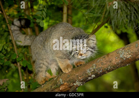 Manul o Pallas's Cat, otocolobus manul, adulti sul ramo Foto Stock