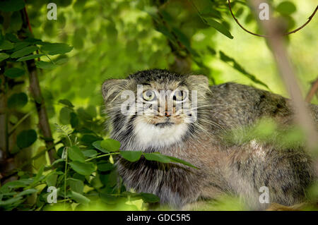 Manul o Pallas's Cat, otocolobus manul, Adulti Foto Stock