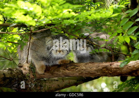 MANUL O PALLAS'S CAT otocolobus manul, coppia sul ramo sotto il fogliame Foto Stock