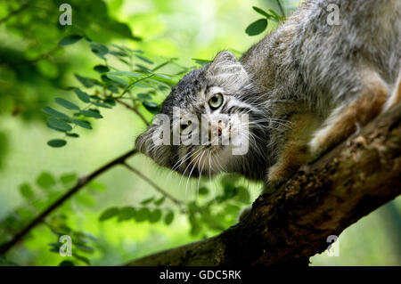 Manul o Pallas's Cat, otocolobus manul, adulti sul ramo Foto Stock