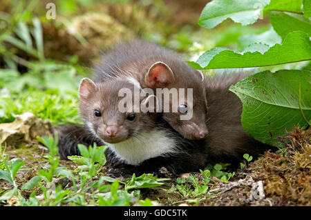 La Faina o Faina, Martes foina, Youngs, Normandia Foto Stock