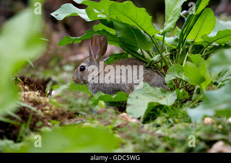 Coniglio europeo, oryctolagus cuniculus, giovani, Normandia Foto Stock