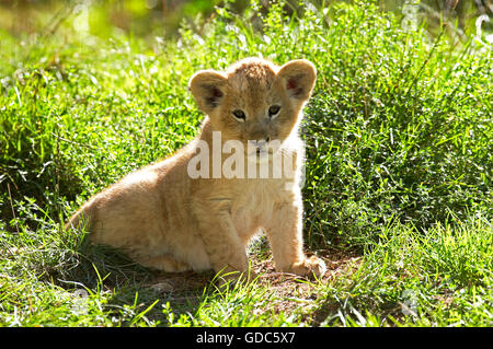 Leone africano, panthera leo, Cub seduto sull'erba Foto Stock