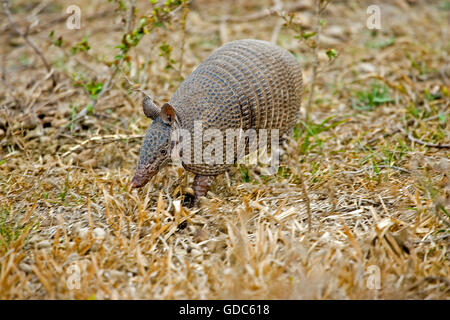 Nove nastrare Armadillo, dasypus novemcinctus, adulto, Los Lianos in Venezuela Foto Stock