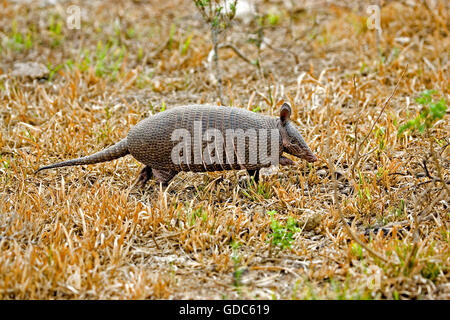 Nove nastrare Armadillo, dasypus novemcinctus, adulto, Los Lianos in Venezuela Foto Stock