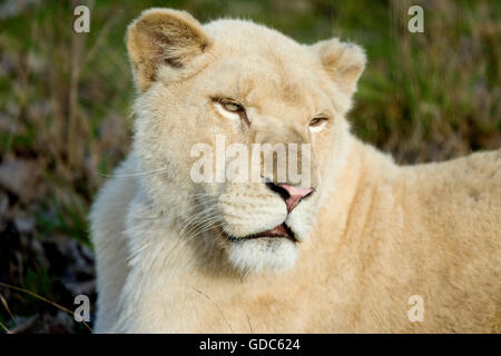 WHITE LION panthera leo krugensis, ritratto di donna Foto Stock