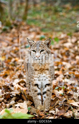 Lince europea o lince euroasiatica, Felis lynx, adulto su foglie essiccate Foto Stock