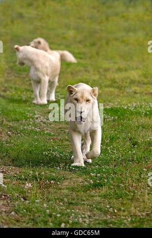 White Lion panthera leo krugensis, femmine camminare sull'erba Foto Stock