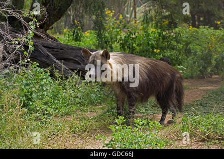 Brown iena, parahyaena brunnea, Adulti Foto Stock