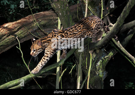OCELOT da leopardo pardalis, adulti passeggiate sui rami Foto Stock