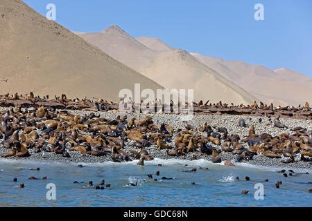 Sud Americana Sea Lion o Southern Sea Lion, otaria byronia, colonia in riserva Paracas in Perù Foto Stock