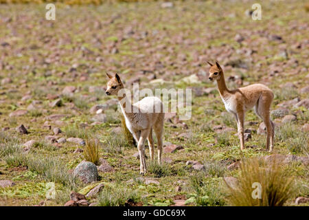 Vicuna, vicugna vicugna, Pampa Galeras riserva in Perù Foto Stock