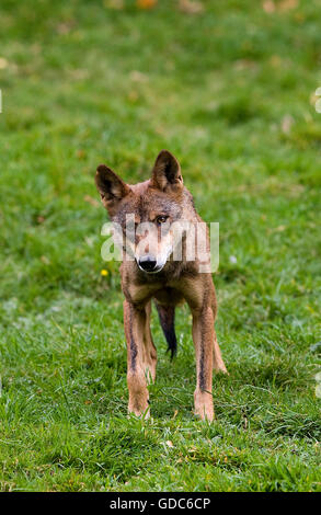 Lupo iberico Canis lupus signatus Foto Stock