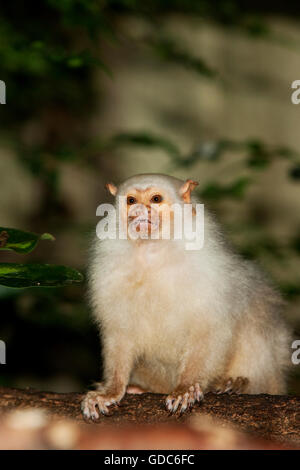 MARMOSET argenteo argentatus mico Foto Stock