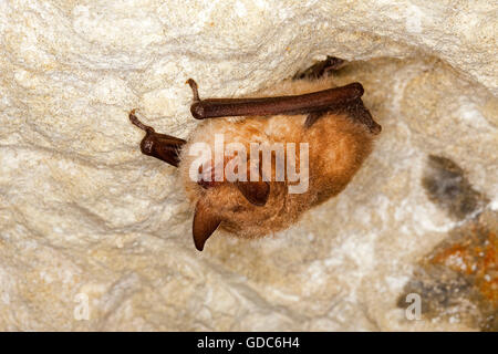 Daubenton Bat, myotis daubentoni, Adulti ibernazione, appeso Grotta ha il soffitto, Normandia Foto Stock