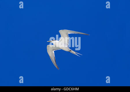 SWIFT TERN sterna bergii, adulti in volo, AUSTRALIA Foto Stock