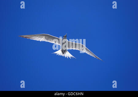 SWIFT TERN sterna bergii, adulti in volo, AUSTRALIA Foto Stock