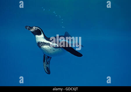 Pinguini Humboldt, Spheniscus Humboldti, piscina per adulti Foto Stock