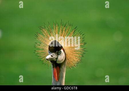Grigio-Crowned Crane Balearica regulorum, ritratto di adulto, NAKURU PARK IN KENYA Foto Stock