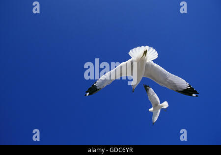 L'anello fatturati GULL larus delawarensis, adulti in volo, FLORIDA Foto Stock