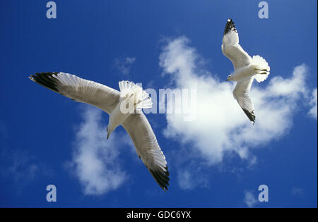 Anello di Gabbiano fatturati, larus delawarensis, in volo, Florida Foto Stock