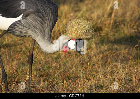 Grey Crowned Crane, Balearica regulorum, adulto a Nakuru Park in Kenya Foto Stock