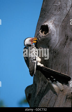 Giallo fatturati HORNBILL tockus flavirostris, ADULTO ALIMENTAZIONE A NIDO, IN KENYA Foto Stock