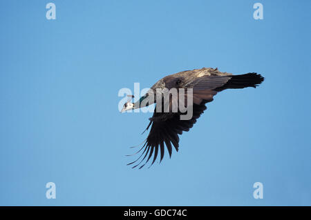 Comune di pavone, pavo cristatus, femmina in volo contro il cielo blu Foto Stock