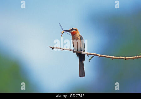 Con facciata bianca Bee Eater merops bullockoides, adulti sul ramo, Mangiare Dragonfly, Kenya Foto Stock