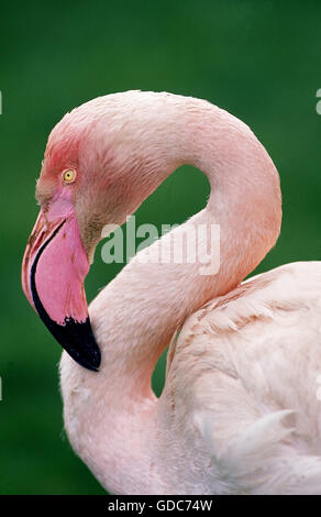 Fenicottero rosa Phoenicopterus ruber roseus, ritratto di adulto, KENYA Foto Stock