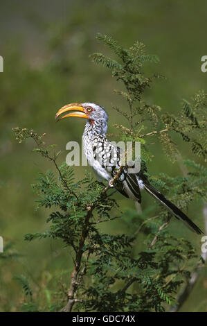 Giallo fatturati HORNBILL tockus flavirostris, adulti sul ramo, KENYA Foto Stock