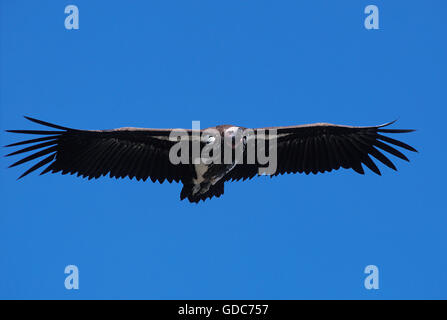 Falda di fronte VULTURE torgos tracheliotus, adulti in volo, KENYA Foto Stock