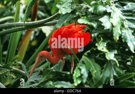 Scarlet Ibis, eudocimus ruber, Adulti Foto Stock