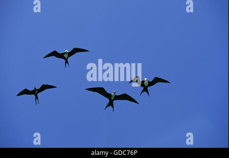 Magnifica Frigatebird, Fregata magnificens, gruppo di femmine in volo, Messico Foto Stock