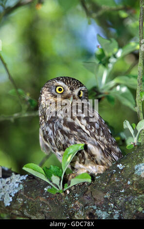 Piccolo gufo, Athene noctua, Normandia Foto Stock